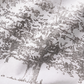 Family Tree L/S - White